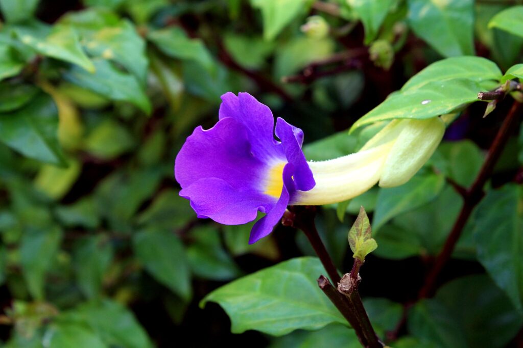 flor azul em vegetação de mangue