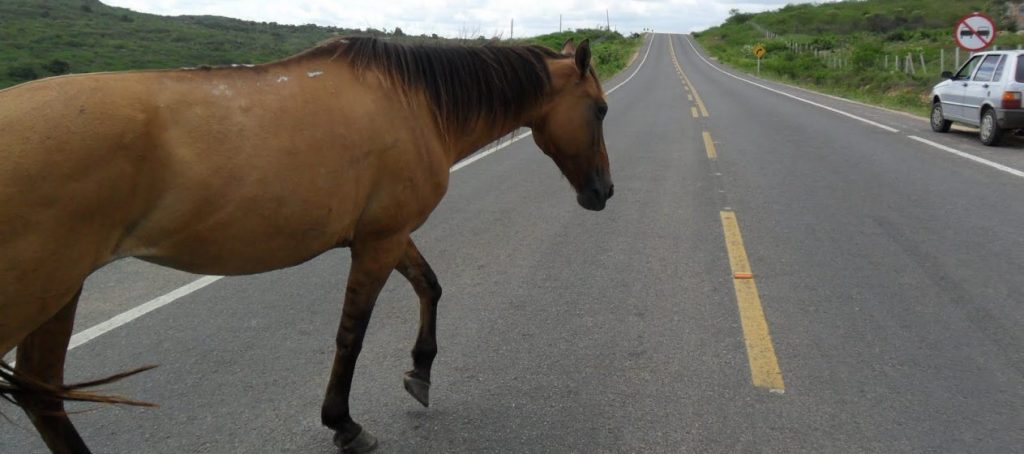 cavalo atravessando rodovia