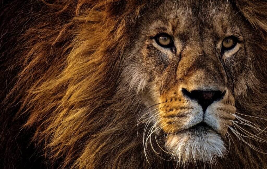 imagem da cara de um leão